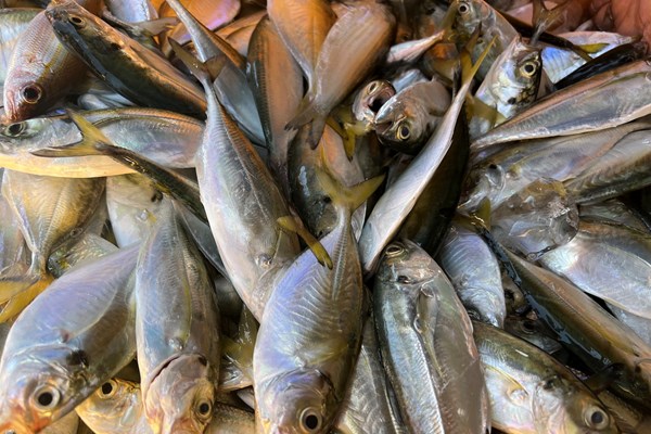 Ngư dân Quảng Ngãi mưu sinh mùa biển động - Anh 2