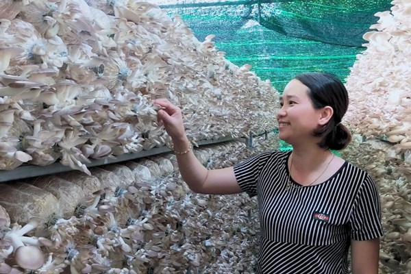 Đi lên từ nấm bào ngư xám - Anh 1