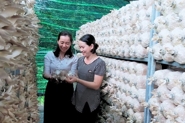 Đi lên từ nấm bào ngư xám - Anh 2