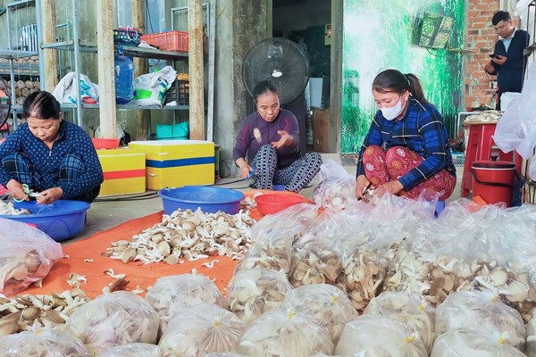 Đi lên từ nấm bào ngư xám - Anh 3