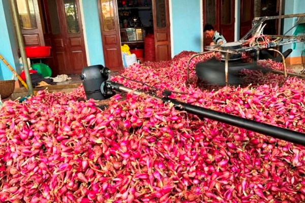 Nông dân huyện đảo Lý Sơn thu hoạch sớm vụ hành Thu Đông - Anh 3