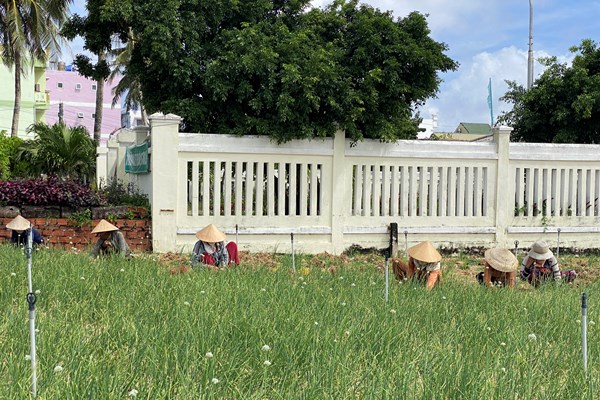 Nông dân huyện đảo Lý Sơn thu hoạch sớm vụ hành Thu Đông - Anh 2