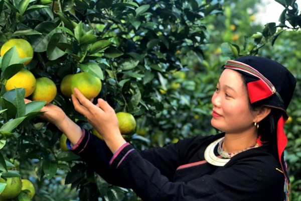 Tiềm năng từ các sản phẩm đặc thù vùng cao nguyên đá - Anh 1