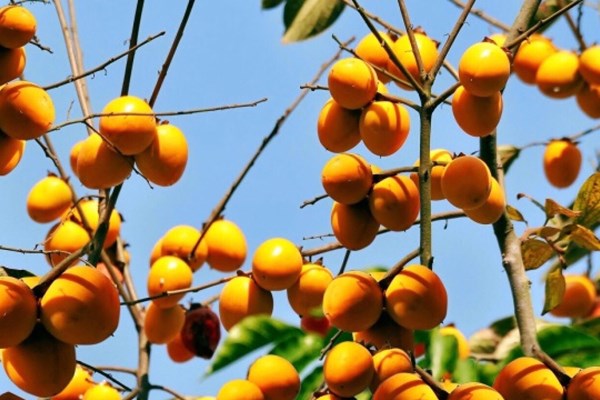 Tiềm năng từ các sản phẩm đặc thù vùng cao nguyên đá - Anh 3