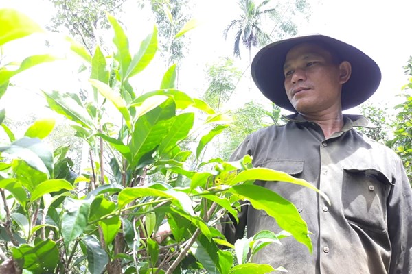 Quảng Ngãi: Đồng bào Hrê phát triển kinh tế nhờ cây chè - Anh 1