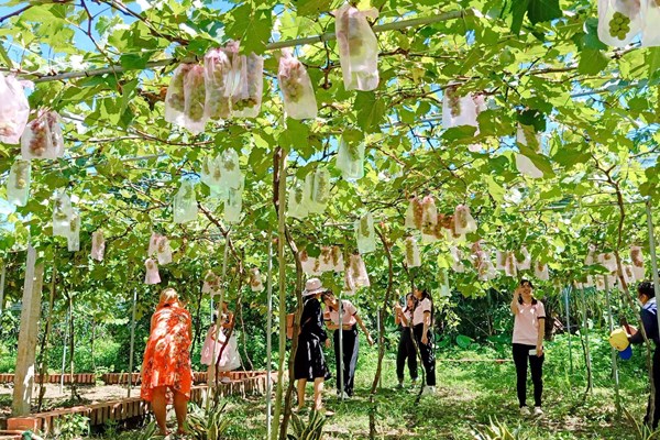 Chuẩn hóa các điểm đến du lịch nông nghiệp, nông thôn gắn với sản phẩm đặc trưng - Anh 2