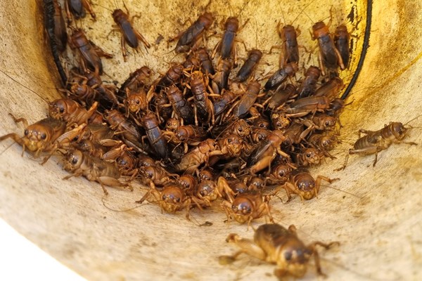 “Săn” dế cơm ở bãi bồi ven sông Trà Khúc - Anh 2