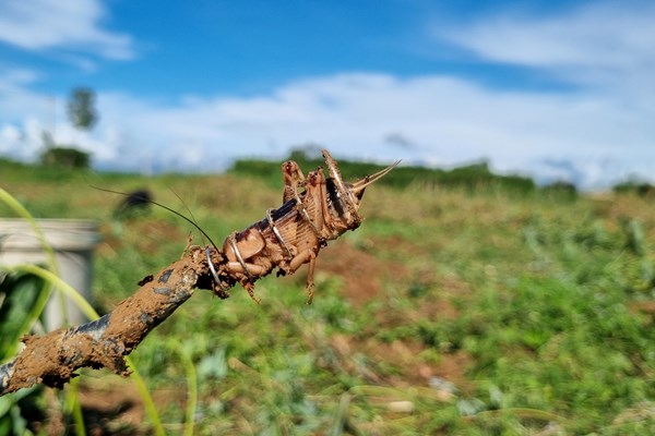“Săn” dế cơm ở bãi bồi ven sông Trà Khúc - Anh 3