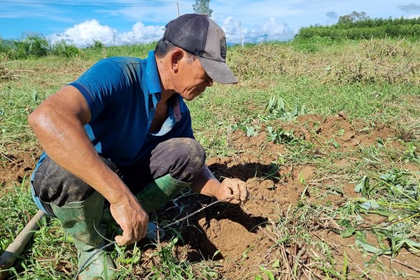 “Săn” dế cơm ở bãi bồi ven sông Trà Khúc - Anh 5