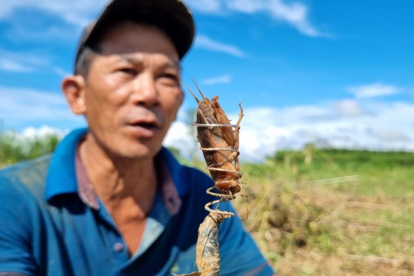 “Săn” dế cơm ở bãi bồi ven sông Trà Khúc - Anh 1