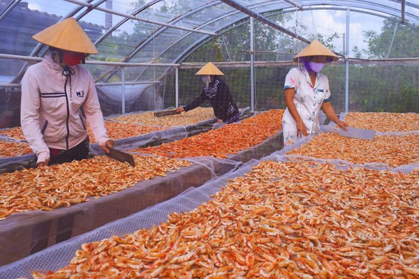 Độc đáo Nghề làm tôm khô ở tỉnh Cà Mau - Anh 1