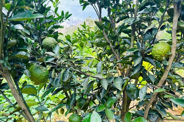 Định vị thương hiệu cho sản phẩm khởi nghiệp của thanh niên miền núi Quảng Ngãi - Anh 4