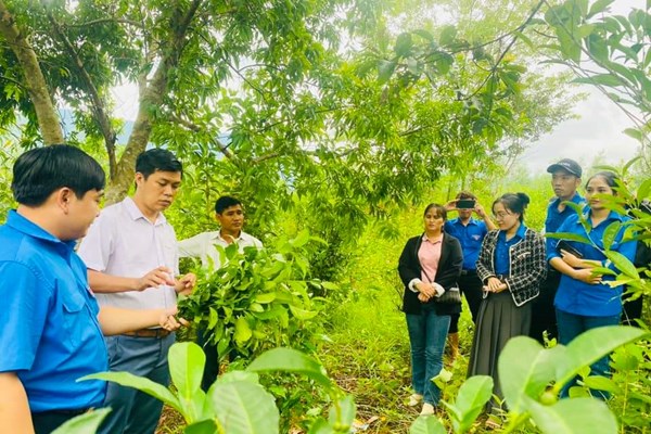 Định vị thương hiệu cho sản phẩm khởi nghiệp của thanh niên miền núi Quảng Ngãi - Anh 1