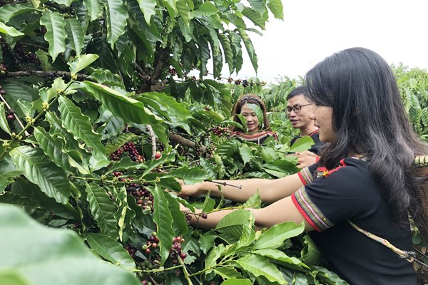 Gia tăng giá trị cho sản phẩm OCOP tại Đắk Lắk - Anh 1