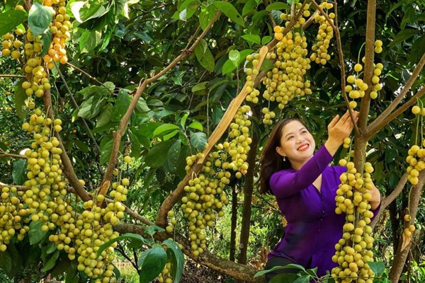 Đồng Nai: Nhiều lợi thế phát triển du lịch nông nghiệp, nông thôn - Anh 3