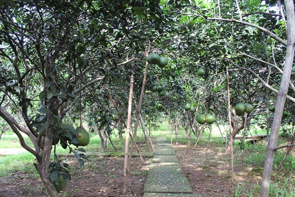 Đồng Nai: Nhiều lợi thế phát triển du lịch nông nghiệp, nông thôn - Anh 1