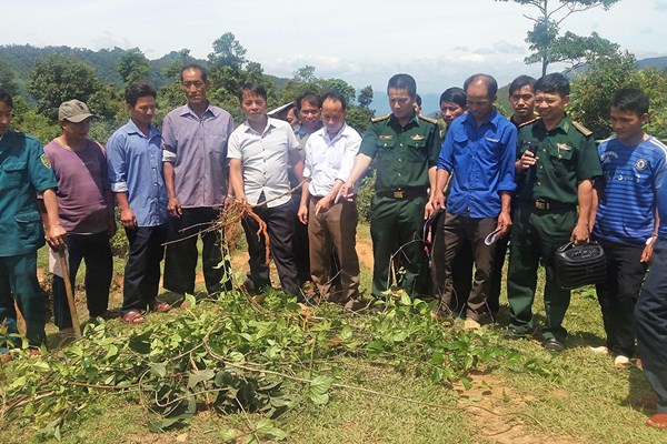 “Cứu tinh” giúp người sống sót nhờ bài thuốc giải độc lá ngón - Anh 1