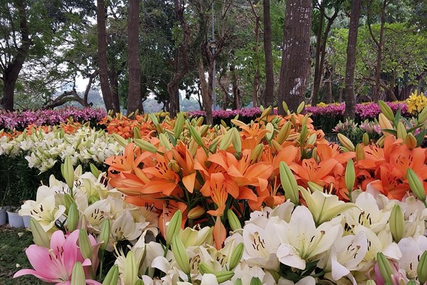 "Hà Nội - Miền Hoa 2023": Điểm hẹn check in thú vị dịp Giáng sinh và chào năm mới - ảnh 6