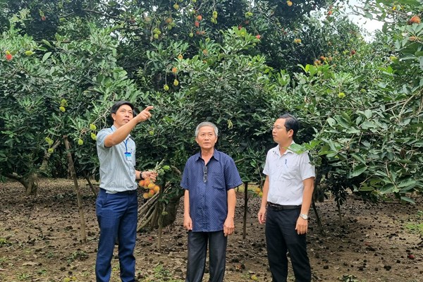 Vườn trái ngọt ven sông Phước Giang - Anh 3