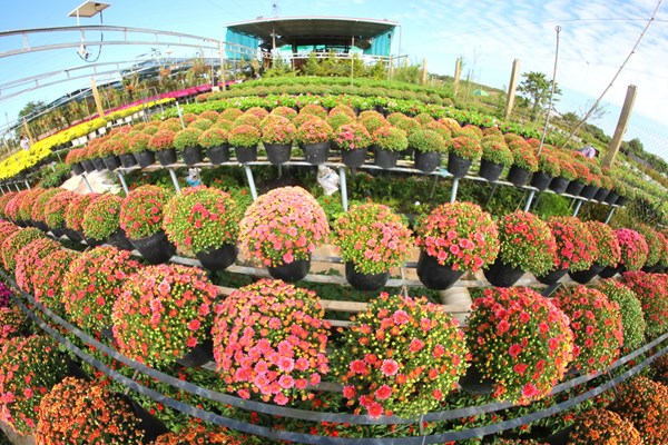 Đồng Tháp: Khai mạc Festival Hoa – Kiểng Sa Đéc lần thứ I - Anh 5