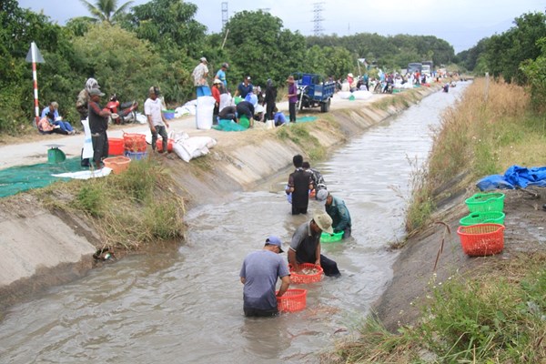 Khánh Hòa: Sôi động mùa thu hoạch củ kiệu Tết - Anh 5