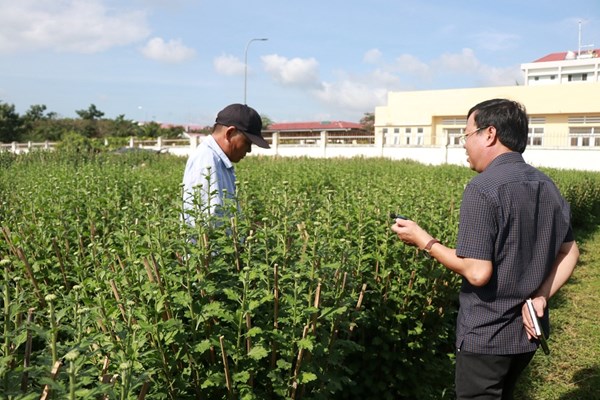 Làng hoa mỏi mòn chờ… thương lái - Anh 3
