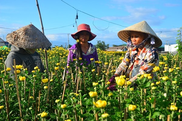 Làng hoa mỏi mòn chờ… thương lái - Anh 4