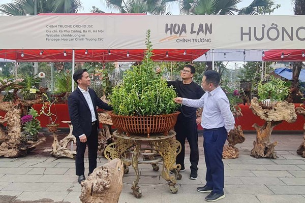 Phú Thọ: Trưng bày hơn 1.000 tác phẩm hoa phong lan bản địa 5 cánh trắng Đất Tổ Hùng Vương - Anh 3