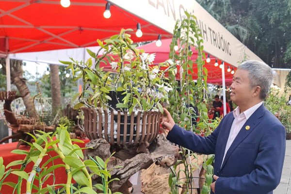 Phú Thọ: Trưng bày hơn 1.000 tác phẩm hoa phong lan bản địa 5 cánh trắng Đất Tổ Hùng Vương - Anh 4
