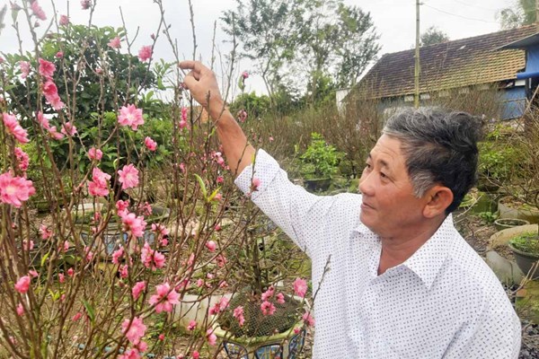 Đào xứ Bắc khoe sắc trên “miền đất Võ” - Anh 1