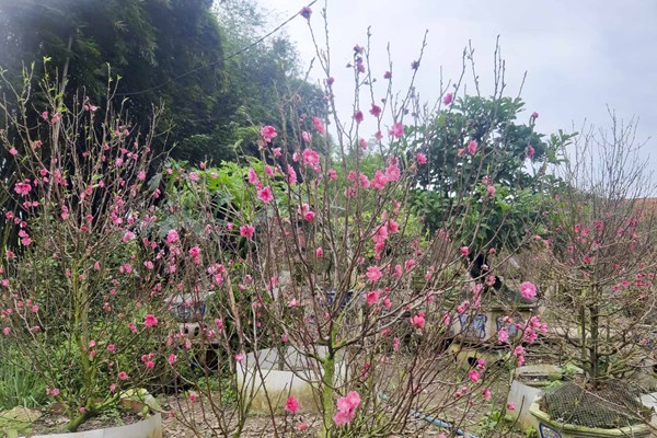 Đào xứ Bắc khoe sắc trên “miền đất Võ” - Anh 2