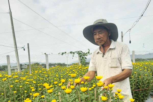 Làng hoa “Sa Đéc” Bình Định rộn ràng mùa hoa Tết - Anh 1