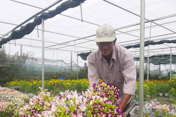 Làng hoa “Sa Đéc” Bình Định rộn ràng mùa hoa Tết - Anh 2