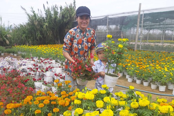 Làng hoa “Sa Đéc” Bình Định rộn ràng mùa hoa Tết - Anh 3