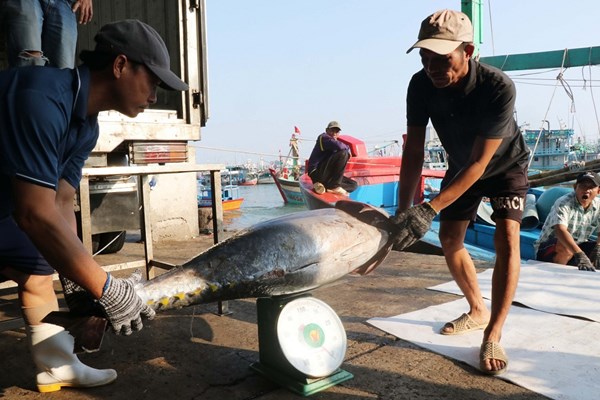 Khánh Hoà: Chung tay gỡ khó cho ngành thuỷ sản - Anh 3