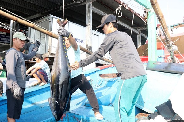 Khánh Hoà: Chung tay gỡ khó cho ngành thuỷ sản - Anh 1