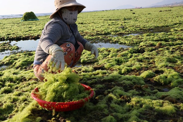 Người dân vui mừng đón nhận “lộc biển” đầu năm - Anh 1