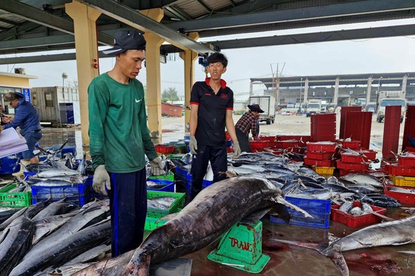 Bội thu tàu cá đầu năm, ngư dân Đà Nẵng phấn khởi vươn khơi bám biển - Anh 1