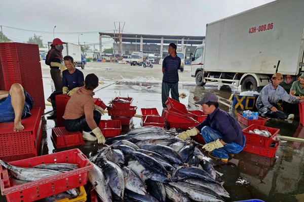 Bội thu tàu cá đầu năm, ngư dân Đà Nẵng phấn khởi vươn khơi bám biển - Anh 2