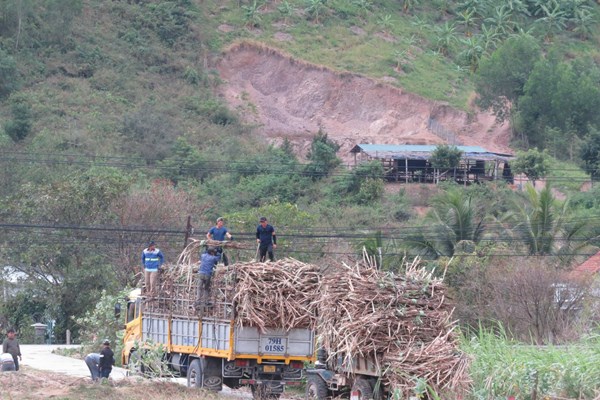Khánh Hoà: Nông dân không còn mặn mà với cây mía - Anh 3