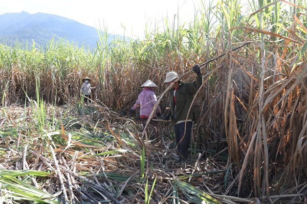 Khánh Hoà: Nông dân không còn mặn mà với cây mía - Anh 4