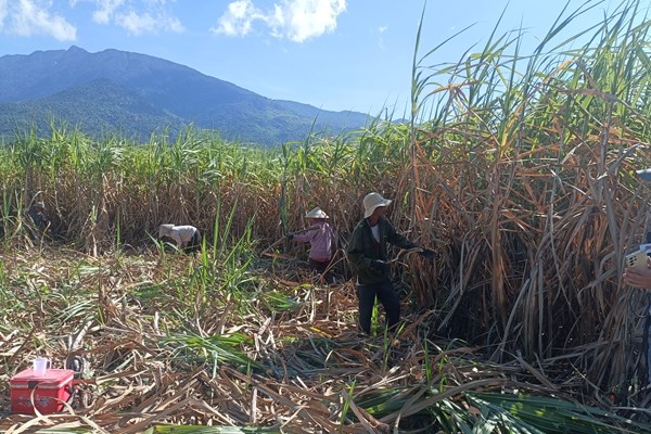 Khánh Hoà: Nông dân không còn mặn mà với cây mía - Anh 2