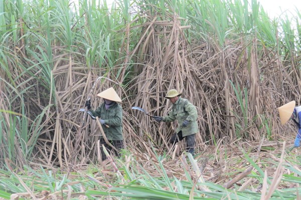 Khánh Hoà: Nông dân không còn mặn mà với cây mía - Anh 1
