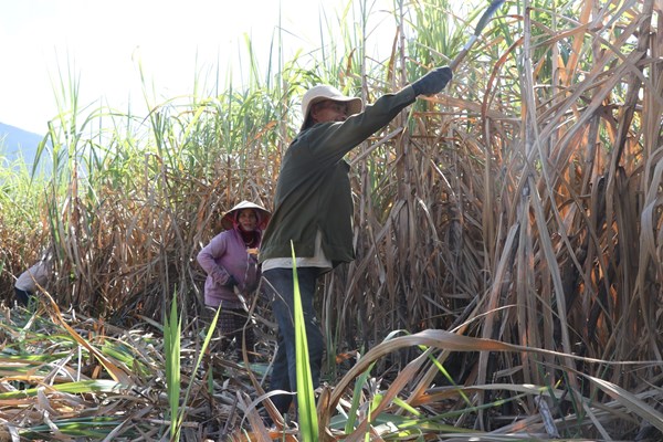 Khánh Hoà: Nông dân không còn mặn mà với cây mía - Anh 6