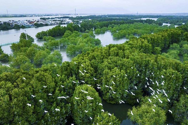 “Lá phổi xanh” Cồn Chim - Anh 2