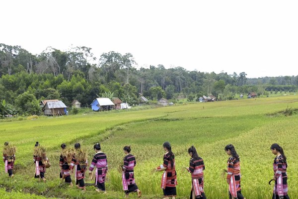 Đặc sắc Lễ hội ăn cốm lúa mới của người Bana Kriêm - Anh 1