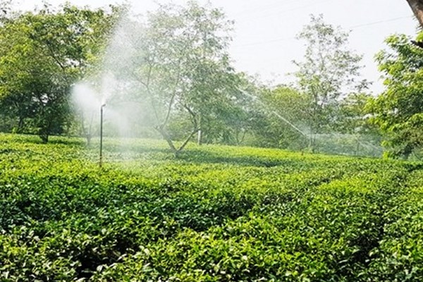 “Thiên đường chè” gắn với xây dựng nông thôn mới - Anh 3