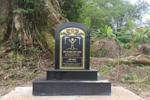 Chiêm ngưỡng cây di sản đầu tiên ở Quảng Bình nở hoa vàng sắc cam - Anh 8