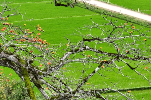 Chiêm ngưỡng cây di sản đầu tiên ở Quảng Bình nở hoa vàng sắc cam - Anh 1