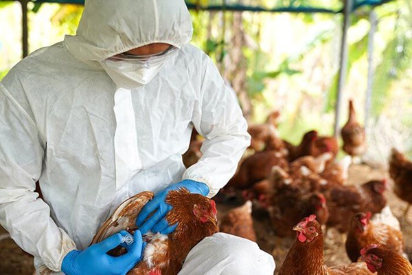 Người mắc cúm A/H5N1 tử vong: Chưa có thuốc đặc trị và vắcxin phòng bệnh - Anh 1